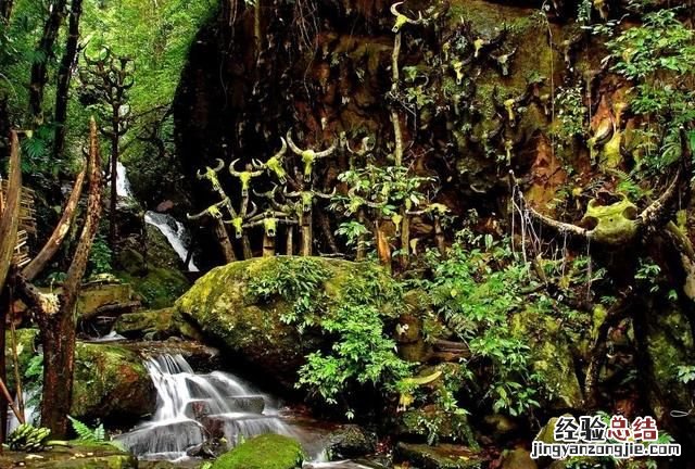 茶叶的种类，哪种茶叶收藏价值高