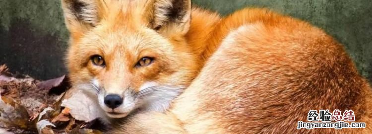 狐狸的尾巴有什么作用，全部动物的尾巴各有什么作用