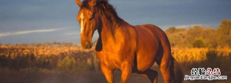 为什么好马不吃回头草