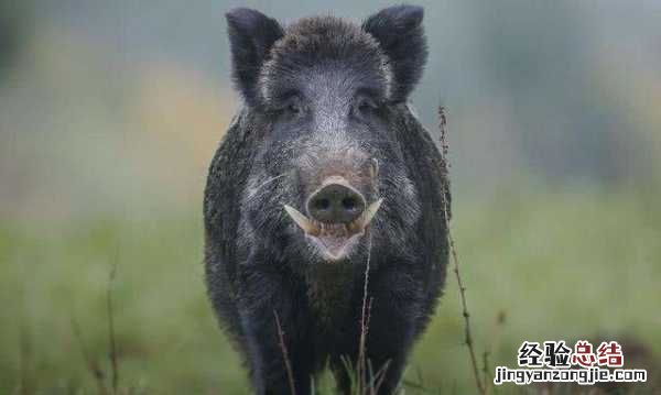 防毒面具是怎样发明的,防毒面具是根据什么动物发明的