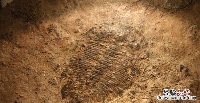 化石是怎么形成的