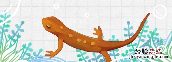 蝾螈是两栖动物