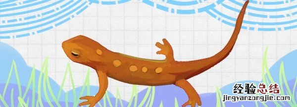 蝾螈是两栖动物