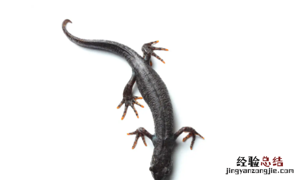 蝾螈是两栖动物