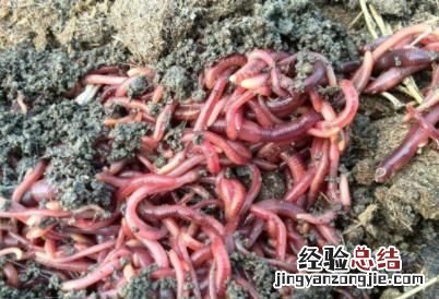 蚯蚓可以吃吗,蚯蚓可以随便吃吗