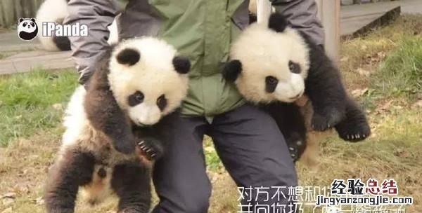 饲养熊猫的经历 饲养熊猫是一种怎样的体验