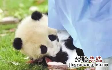 饲养熊猫的经历 饲养熊猫是一种怎样的体验