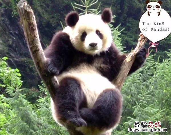 饲养熊猫的经历 饲养熊猫是一种怎样的体验