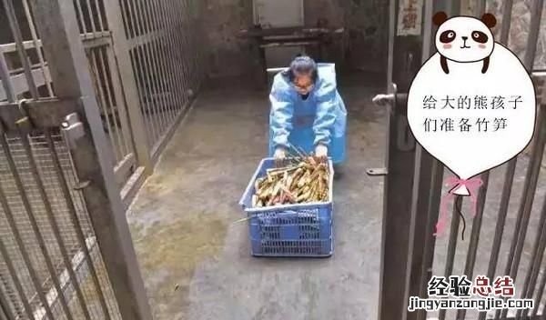饲养熊猫的经历 饲养熊猫是一种怎样的体验