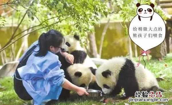 饲养熊猫的经历 饲养熊猫是一种怎样的体验