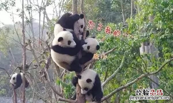 饲养熊猫的经历 饲养熊猫是一种怎样的体验