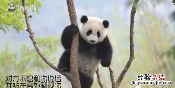 饲养熊猫的经历 饲养熊猫是一种怎样的体验