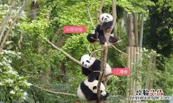 饲养熊猫的经历 饲养熊猫是一种怎样的体验