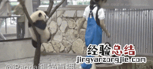 饲养熊猫的经历 饲养熊猫是一种怎样的体验
