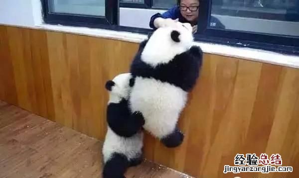 饲养熊猫的经历 饲养熊猫是一种怎样的体验