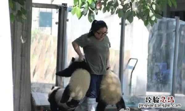 饲养熊猫的经历 饲养熊猫是一种怎样的体验