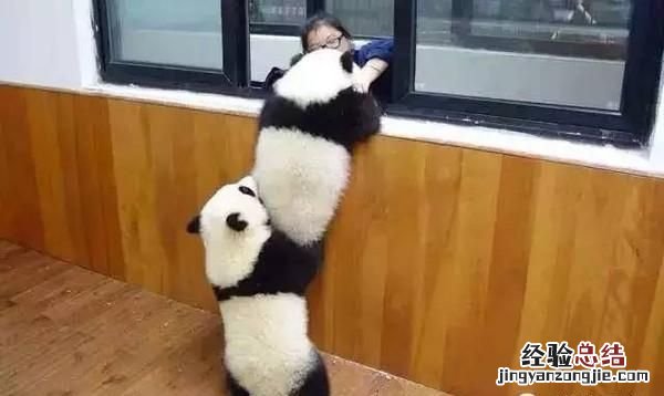 饲养熊猫的经历 饲养熊猫是一种怎样的体验