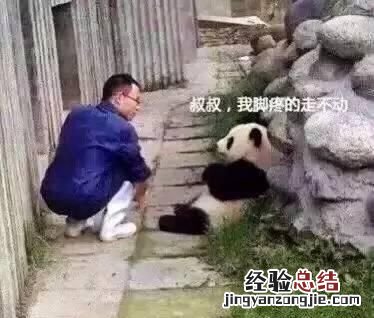 饲养熊猫的经历 饲养熊猫是一种怎样的体验