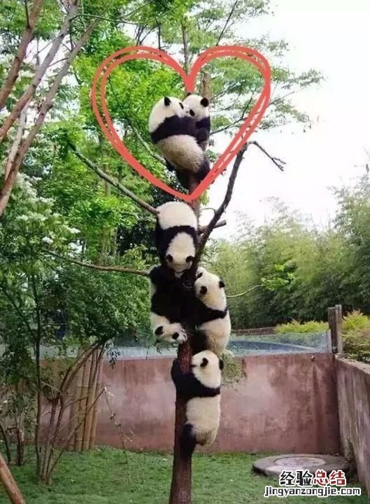 饲养熊猫的经历 饲养熊猫是一种怎样的体验