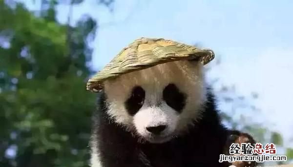 饲养熊猫的经历 饲养熊猫是一种怎样的体验