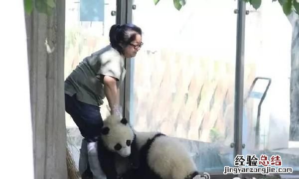 饲养熊猫的经历 饲养熊猫是一种怎样的体验