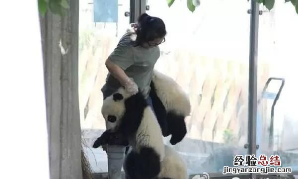 饲养熊猫的经历 饲养熊猫是一种怎样的体验