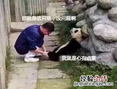 饲养熊猫的经历 饲养熊猫是一种怎样的体验