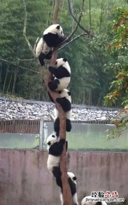 饲养熊猫的经历 饲养熊猫是一种怎样的体验