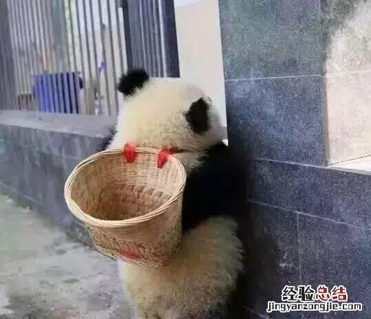饲养熊猫的经历 饲养熊猫是一种怎样的体验