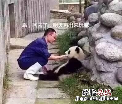 饲养熊猫的经历 饲养熊猫是一种怎样的体验