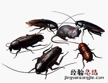 臭虫怕花露水,臭虫会害怕花露水