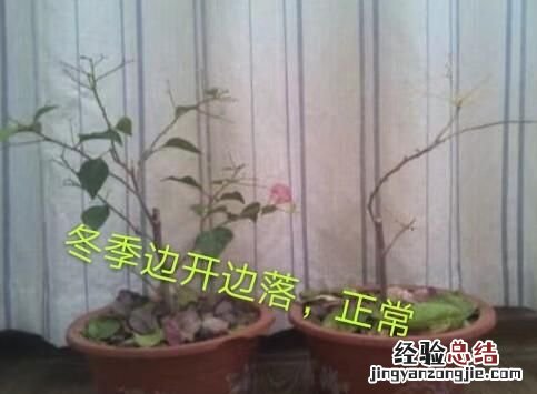 三角梅?春季有些绿叶为什么会自己脱落呢