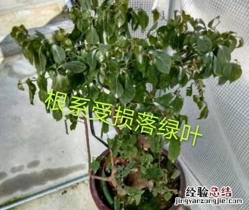三角梅?春季有些绿叶为什么会自己脱落呢