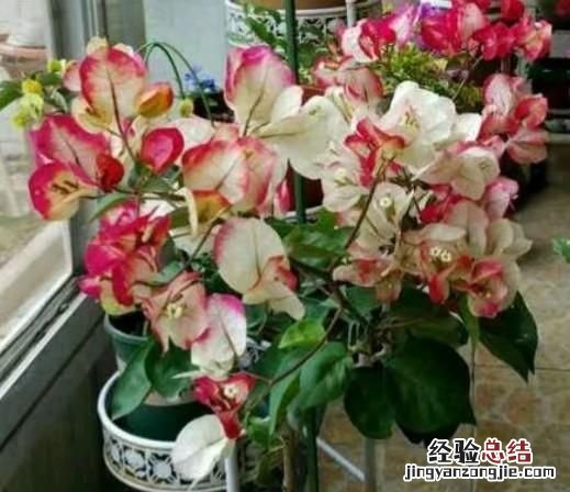 三角梅?春季有些绿叶为什么会自己脱落呢