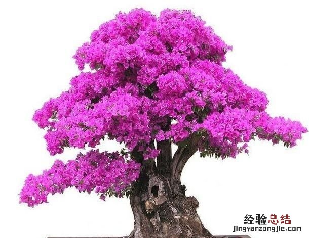 三角梅?春季有些绿叶为什么会自己脱落呢
