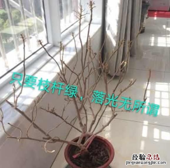 三角梅?春季有些绿叶为什么会自己脱落呢