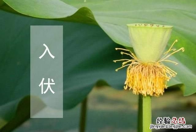 真正的伏天是从哪天开始?今年的伏天是多少天