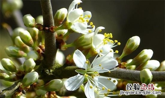 春天开的花有哪些