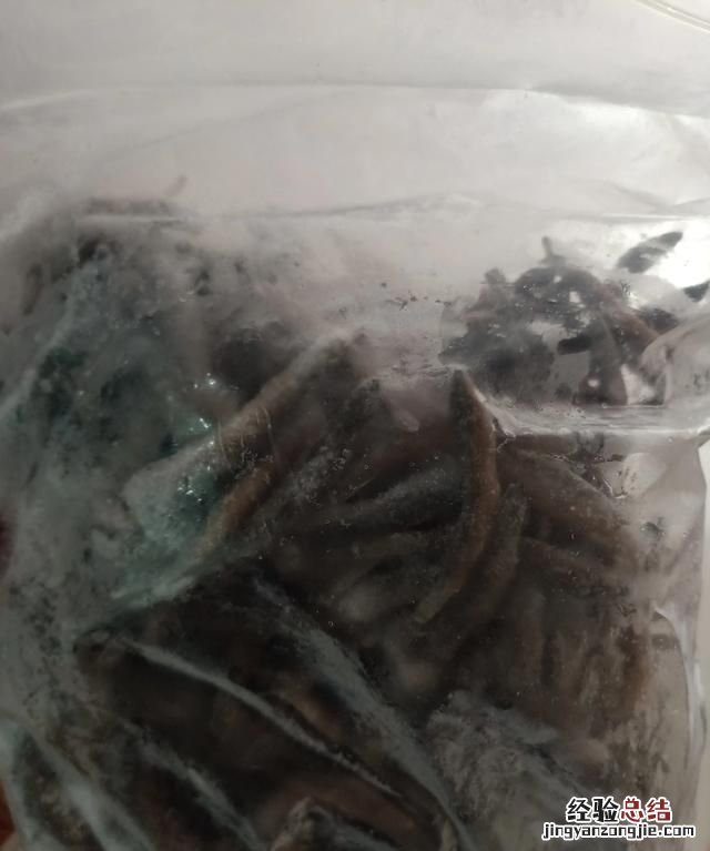 银龙鱼吃什么饲料最好图片价格