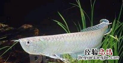 银龙鱼吃什么饲料最好图片价格