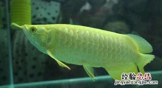 银龙鱼吃什么饲料最好图片价格