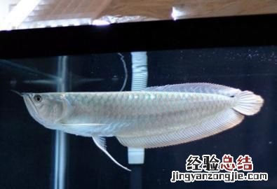 银龙鱼吃什么饲料最好图片价格