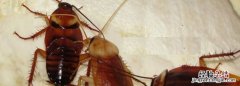 蟑螂怕冷，开空调可以驱赶蜘蛛、蟑螂、蚊子