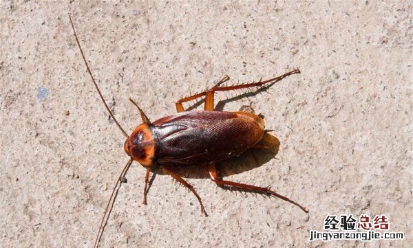 蟑螂怕冷，开空调可以驱赶蜘蛛、蟑螂、蚊子