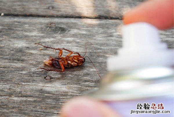 蟑螂怕冷，开空调可以驱赶蜘蛛、蟑螂、蚊子