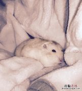仓鼠的寿命有多长