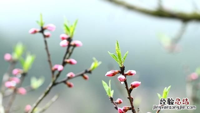 清明节放风筝的意义，古人在清明节放风筝,是希望什么呢