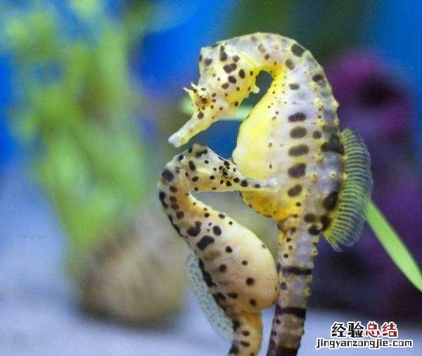 海马是爸爸生的，海马是由爸爸的肚里出世