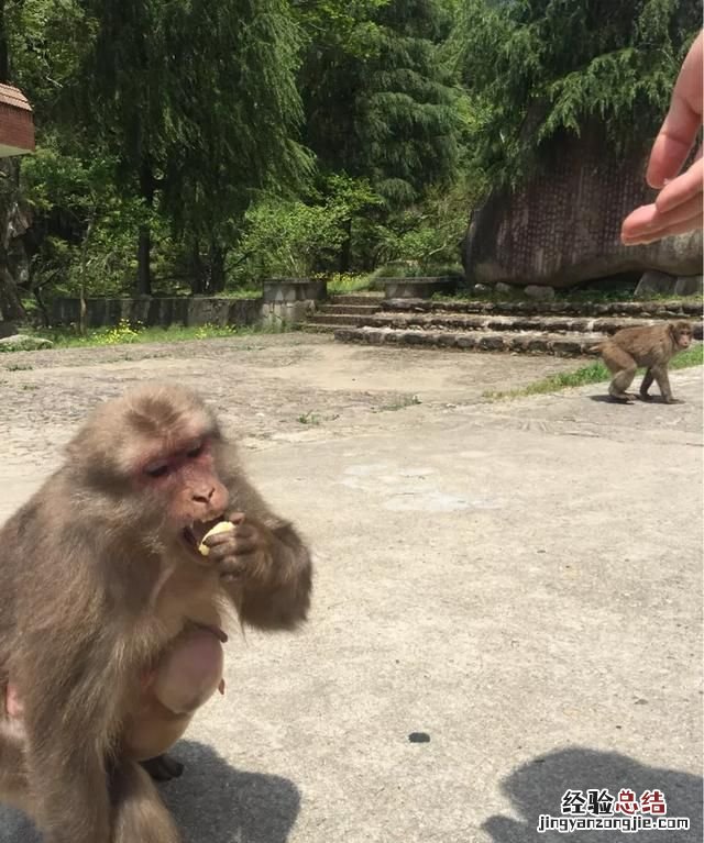 金骏眉茶到底怎么样 金骏眉茶怎么样