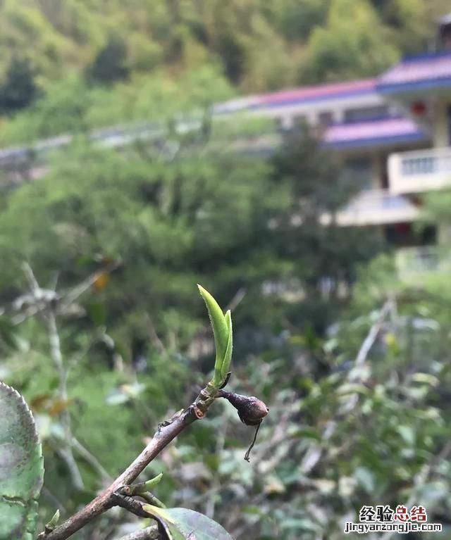 金骏眉茶到底怎么样 金骏眉茶怎么样